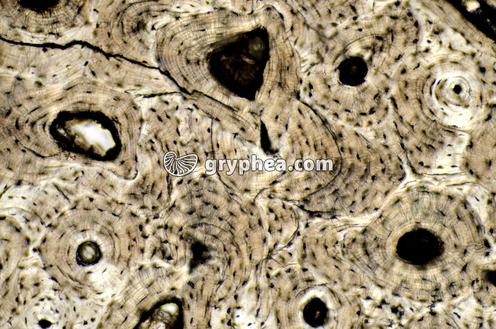 Os compact x40 - gryphea.com